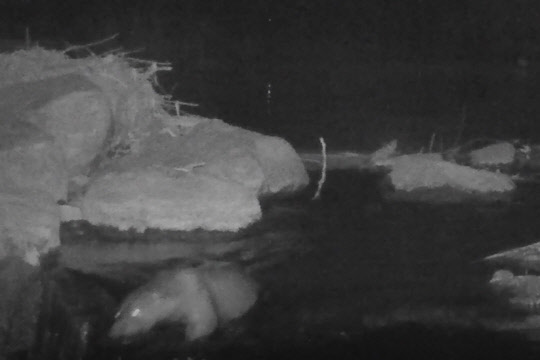 오산천 촬영 카메라에 포착된 수달. 좌측 하단에 눈이 빛나는 하얀 물체가 수달이다. <삼성전자 제공>